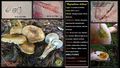 Hygrophorus dichrous